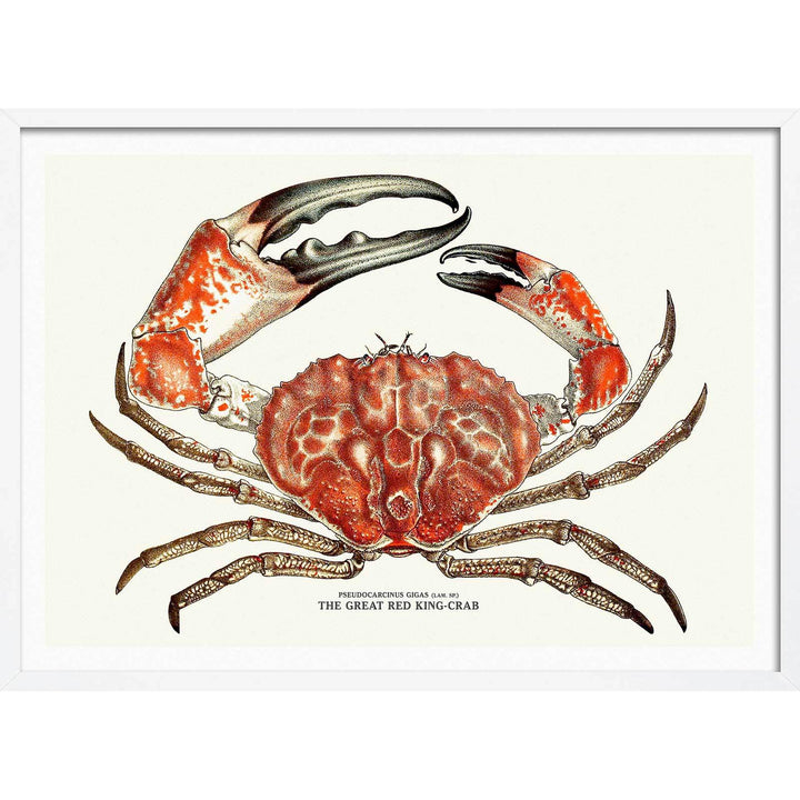 King Crab | Australia 422Mm X 295Mm 16.6 11.6 A3 / White Print Art