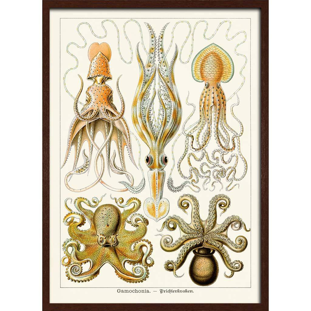 Octopus - Gamochonia | Germany A3 297 X 420Mm 11.7 16.5 Inches / Framed Print Dark Oak Timber Art