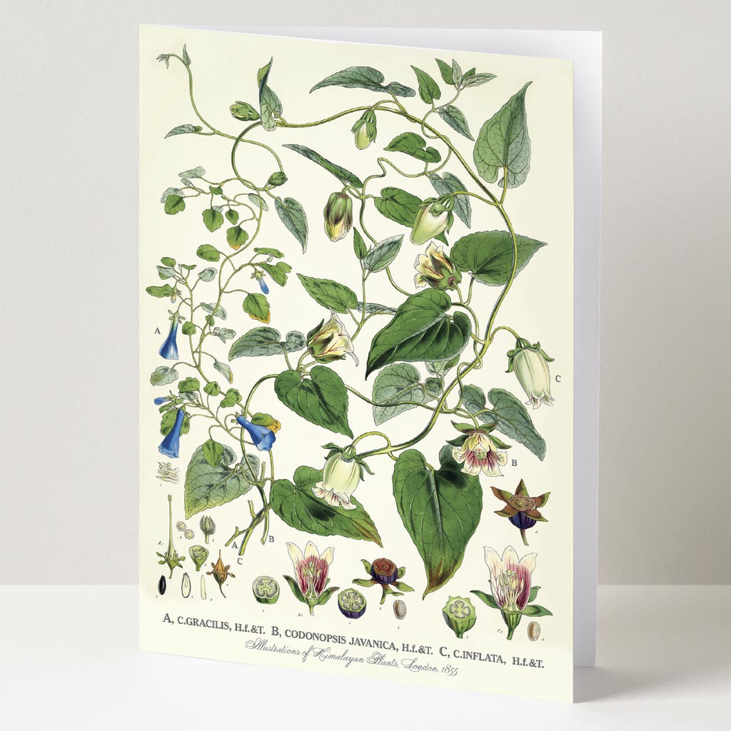 GREETING CARD | BELLFLOWERS