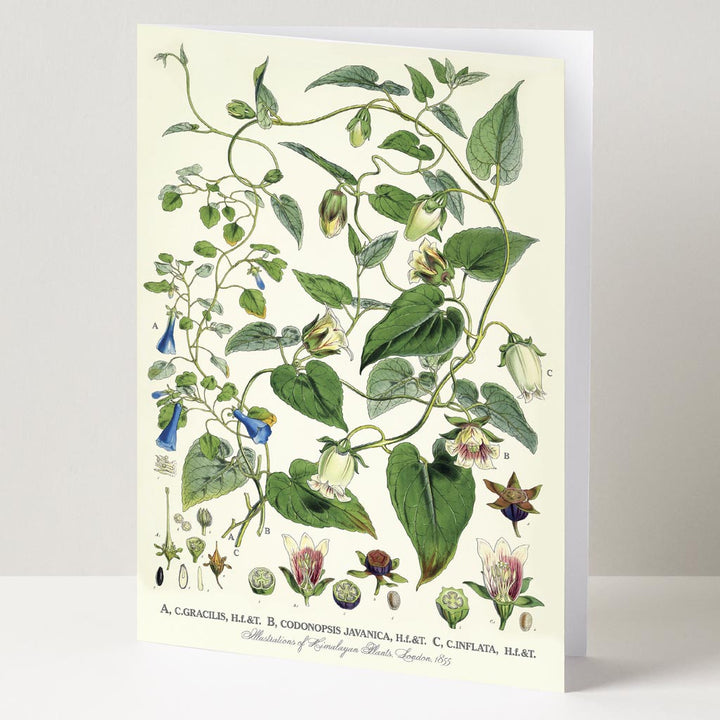 GREETING CARD | BELLFLOWERS