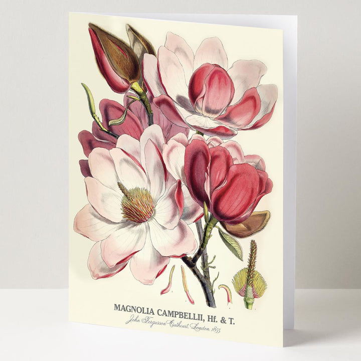 GREETING CARD | MAGNOLIAS