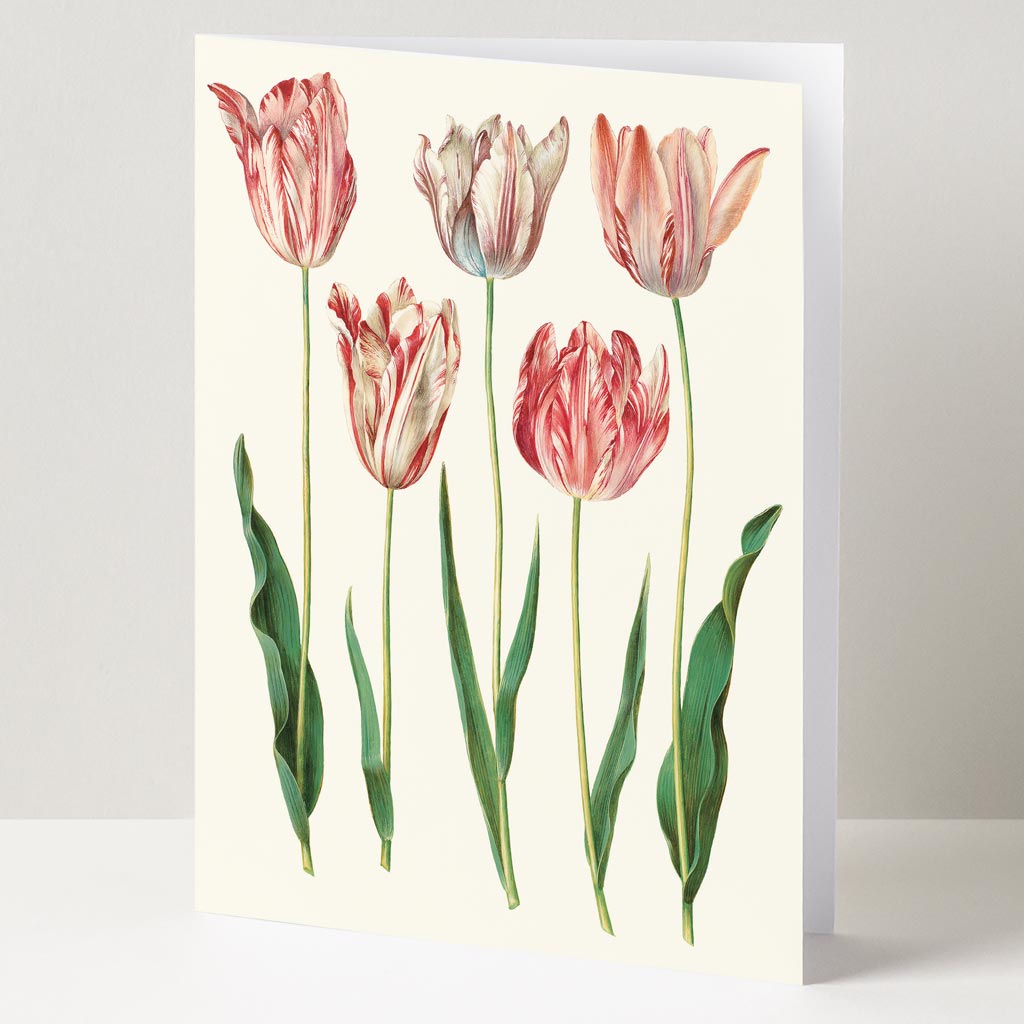 GREETING CARD | TULIPS