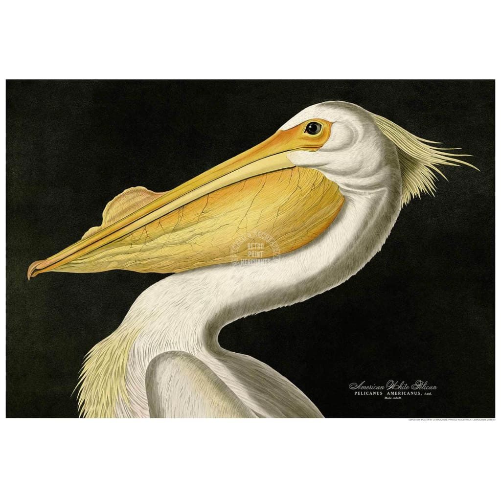 White Pelican | Usa 422Mm X 295Mm 16.6 11.6 A3 / Unframed Print Art