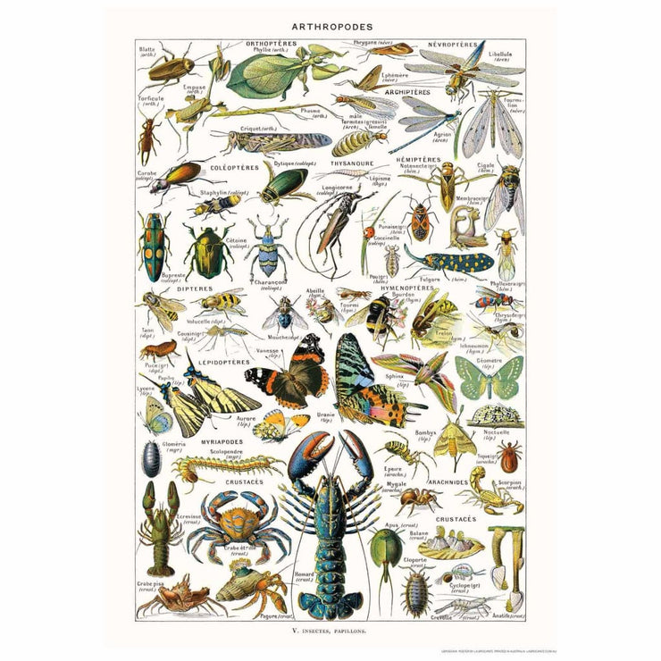 Arthropodes | Illustration Print Art