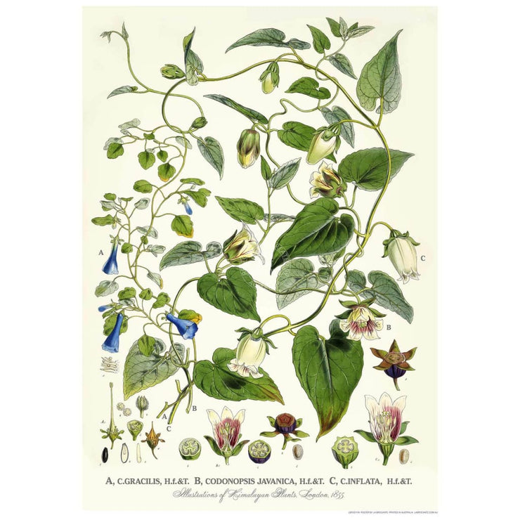Bellflowers | Uk Print Art