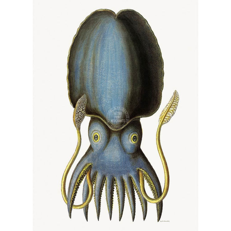 Blue Octopus | Germany A3 297 X 420Mm 11.7 16.5 Inches / Unframed Print Art