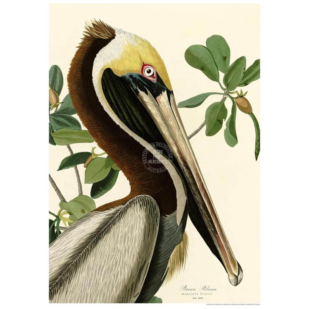 Brown Pelican | Usa Print Art