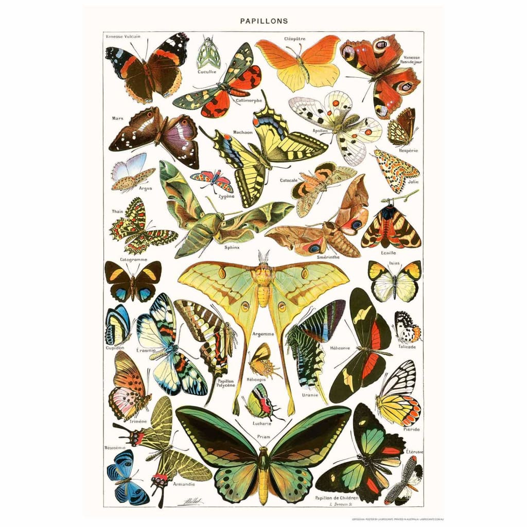 Butterflies | France Print Art