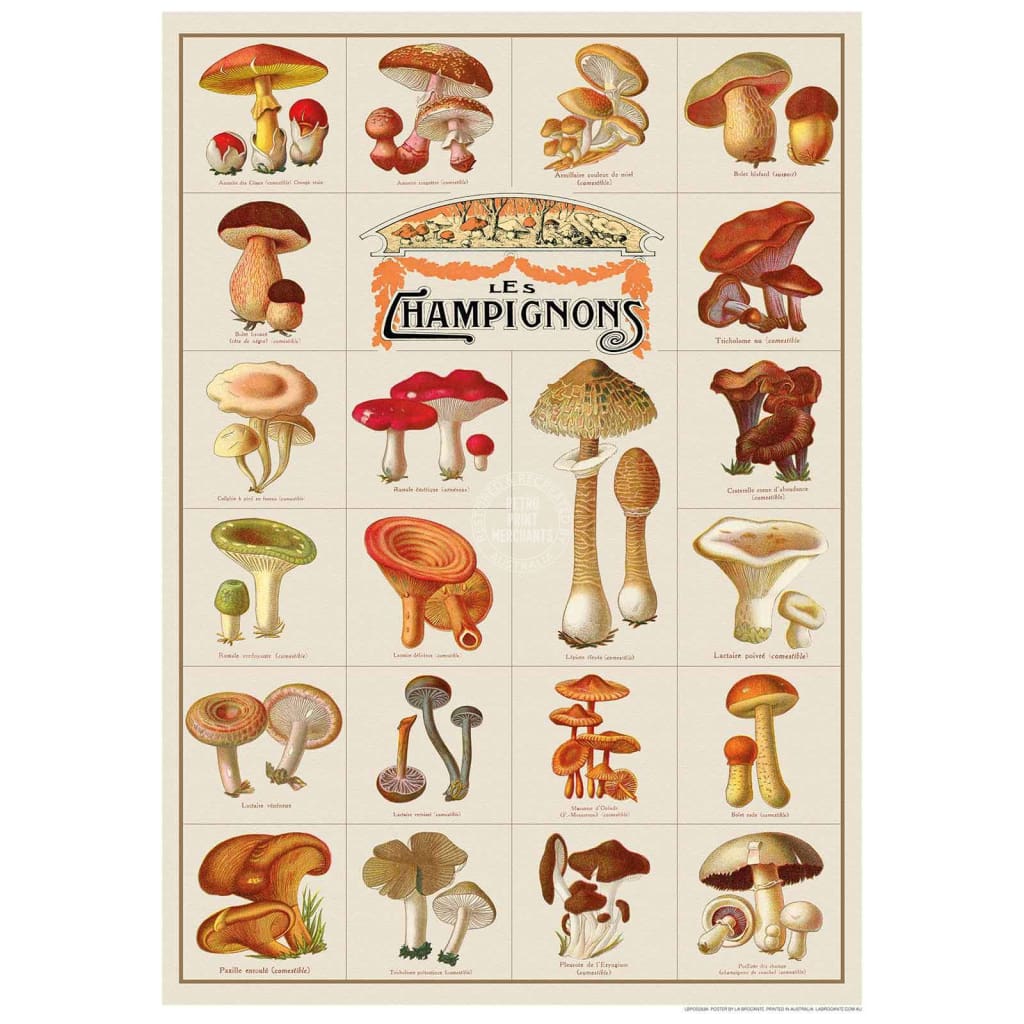 Champignons | France Print Art