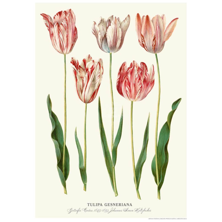Didiers Tulip | Germany Print Art