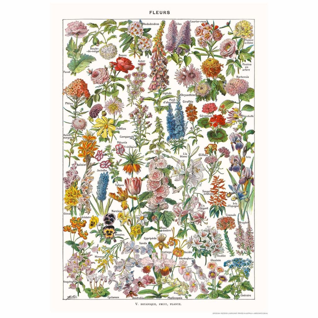 Flowers | France Print Art