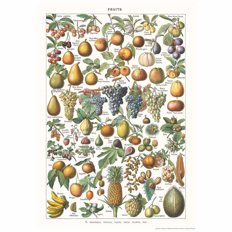 Fruits | France Print Art