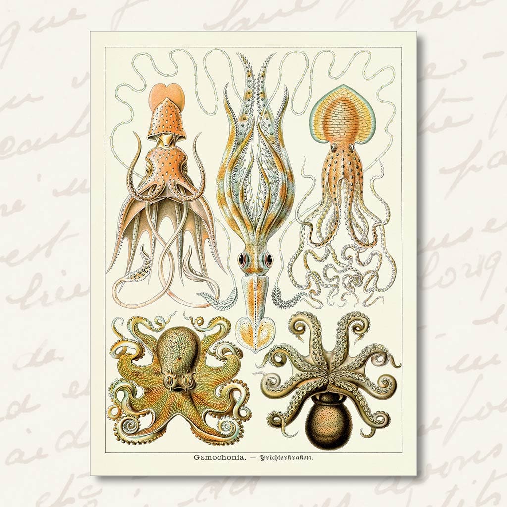 Greeting Card | Gamochonia Greeting Cards