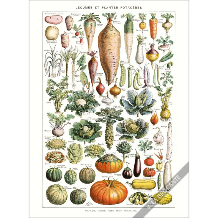 Greeting Card | Legumes Greeting Cards