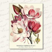 Greeting Card | Magnolias Greeting Cards