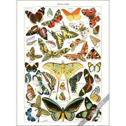 Greeting Card | Papillons Greeting Cards