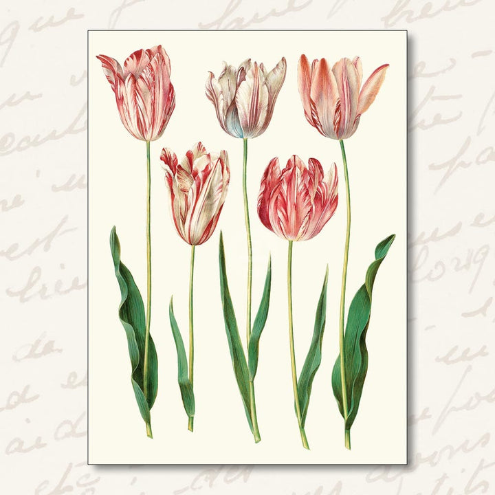 Greeting Card | Tulips Greeting Cards