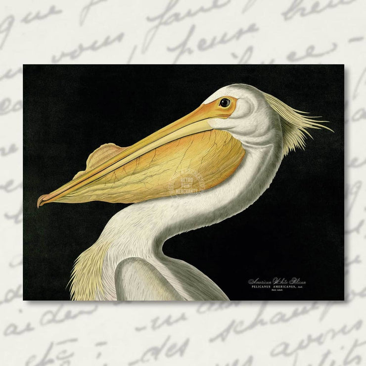 Greeting Card | White Pelican Greeting Cards
