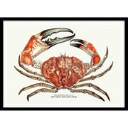 King Crab | Australia 422Mm X 295Mm 16.6 11.6 A3 / Black Print Art