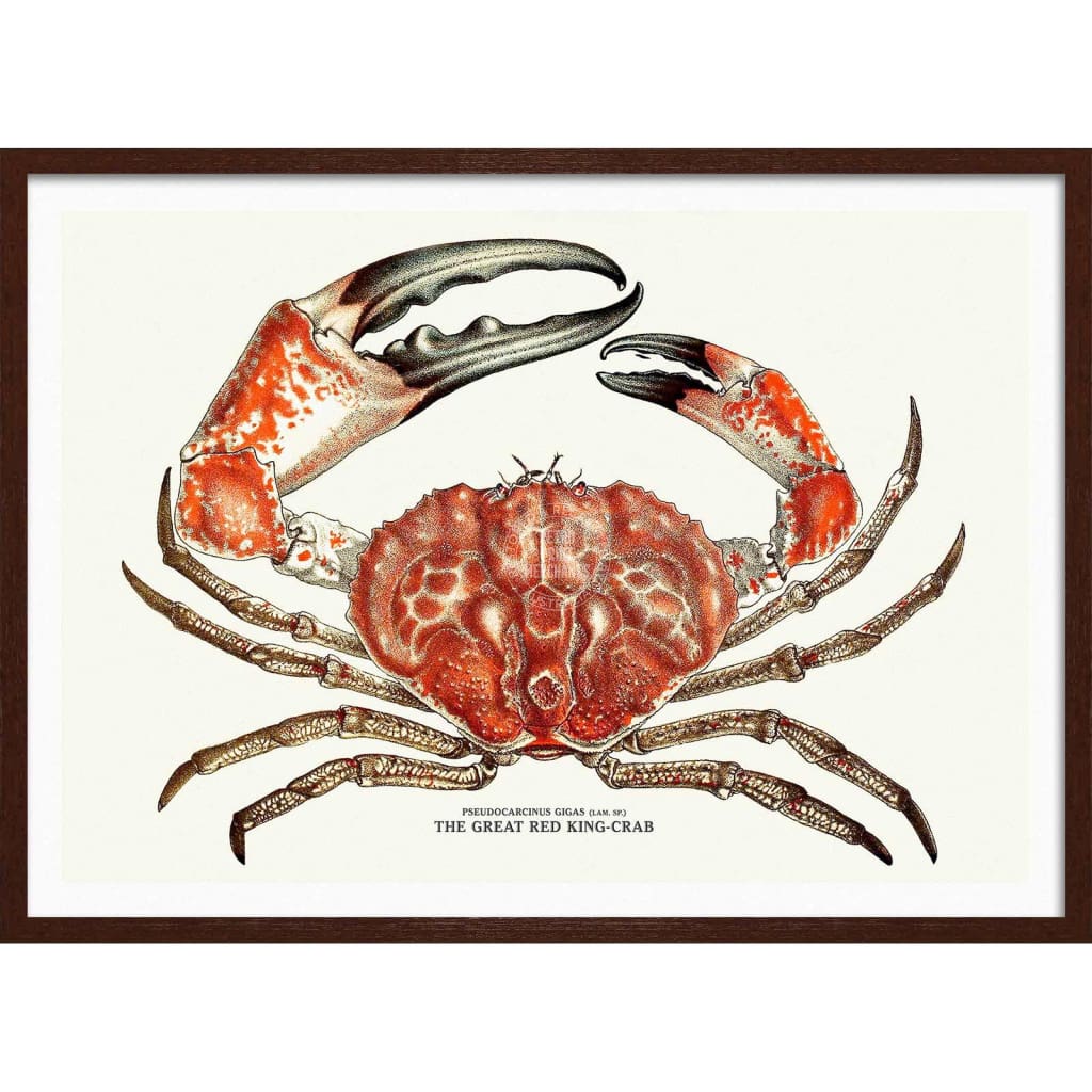 King Crab | Australia 422Mm X 295Mm 16.6 11.6 A3 / Dark Oak Print Art