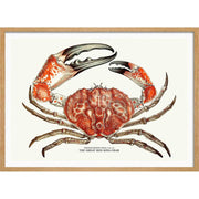 King Crab | Australia 422Mm X 295Mm 16.6 11.6 A3 / Natural Oak Print Art
