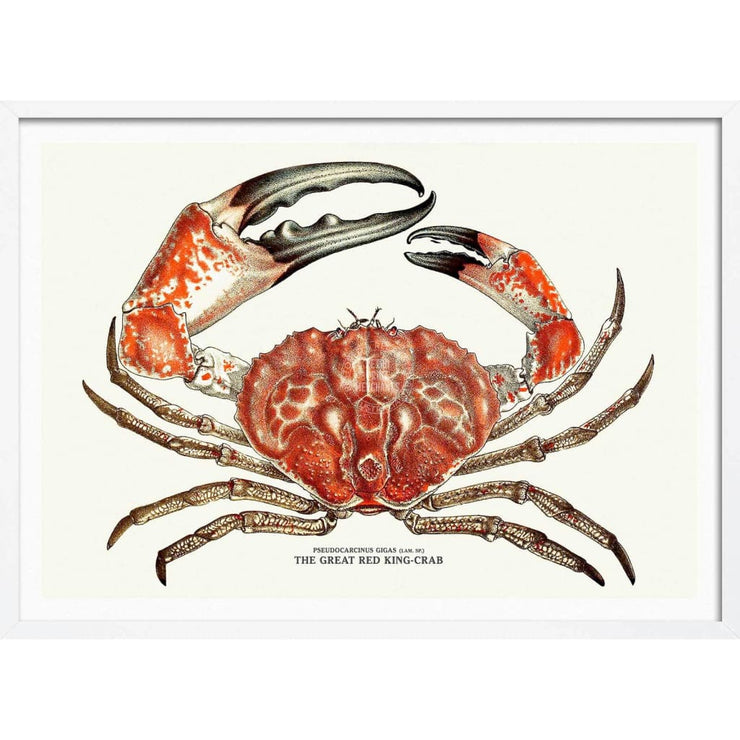 King Crab | Australia 422Mm X 295Mm 16.6 11.6 A3 / White Print Art