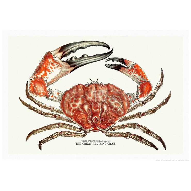 King Crab | Australia 422Mm X 295Mm 16.6 11.6 A3 / Unframed Print Art