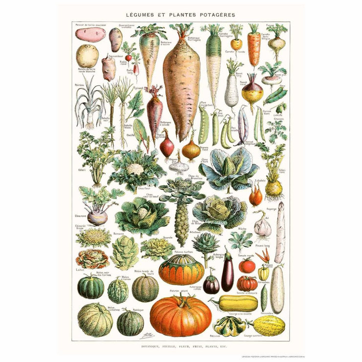 Legumes | France Print Art