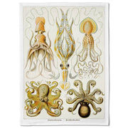 Available Mid July - Linen Tea Towel | Octopus Gamochonia Linen Tea Towel