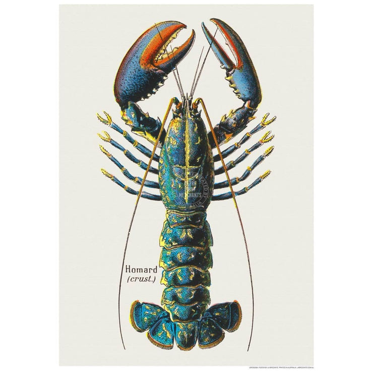 Lobster | France 422Mm X 295Mm 16.6 11.6 A3 / Unframed Print Art