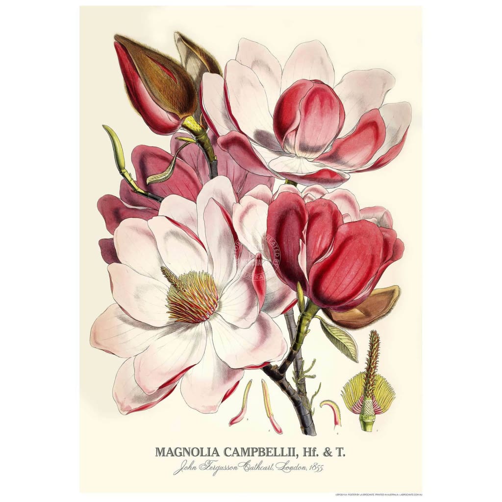 Magnolias | Uk 422Mm X 295Mm 16.6 11.6 A3 / Unframed Print Art