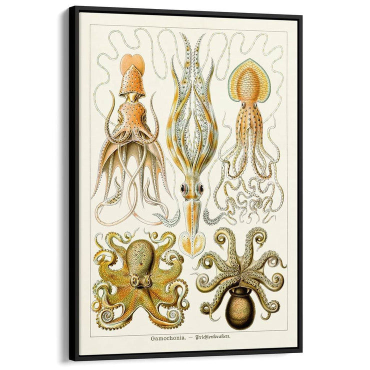 Octopus - Gamochonia | Germany A3 297 X 420Mm 11.7 16.5 Inches / Canvas Floating Frame Black Timber