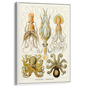 Octopus - Gamochonia | Germany A3 297 X 420Mm 11.7 16.5 Inches / Canvas Floating Frame White Timber