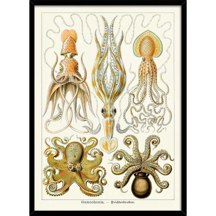 Octopus - Gamochonia | Germany A3 297 X 420Mm 11.7 16.5 Inches / Framed Print Black Timber Art