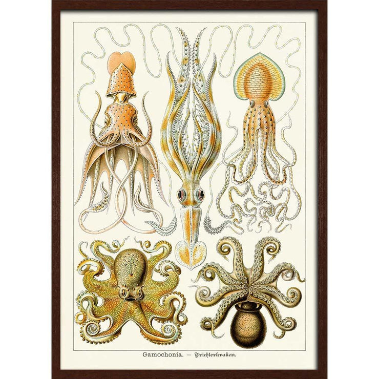 Octopus - Gamochonia | Germany A3 297 X 420Mm 11.7 16.5 Inches / Framed Print Dark Oak Timber Art