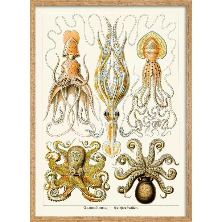 Octopus - Gamochonia | Germany A3 297 X 420Mm 11.7 16.5 Inches / Framed Print Natural Oak Timber Art