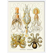 Octopus - Gamochonia | Germany A3 297 X 420Mm 11.7 16.5 Inches / Framed Print White Timber Art