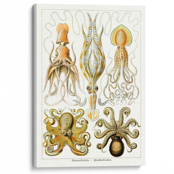 Octopus - Gamochonia | Germany A3 297 X 420Mm 11.7 16.5 Inches / Stretched Canvas Print Art