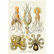 Octopus - Gamochonia | Germany A3 297 X 420Mm 11.7 16.5 Inches / Unframed Print Art