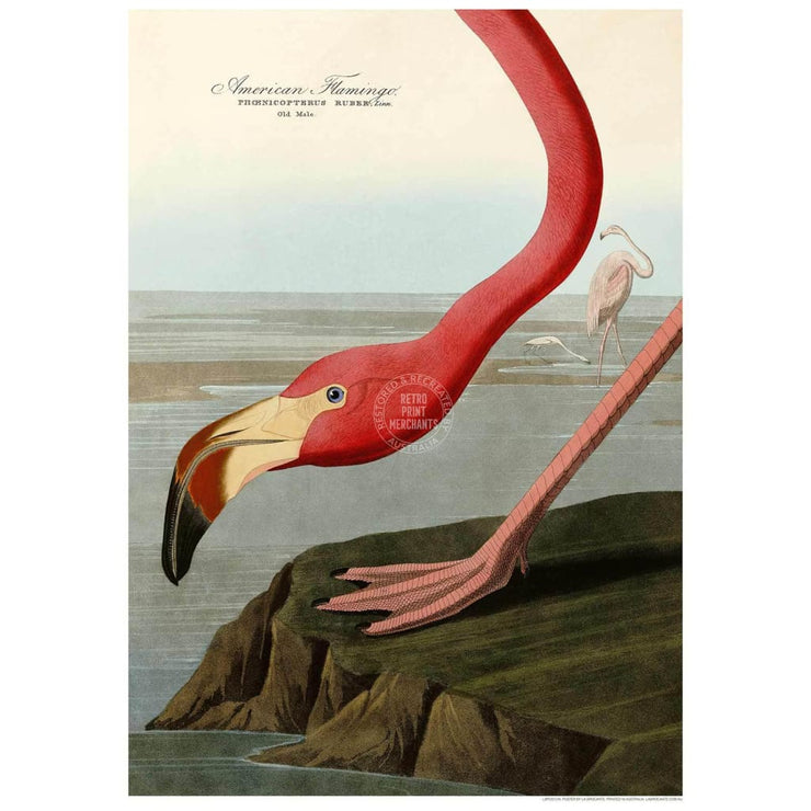 Pink Flamingo 1838 | Usa Print Art