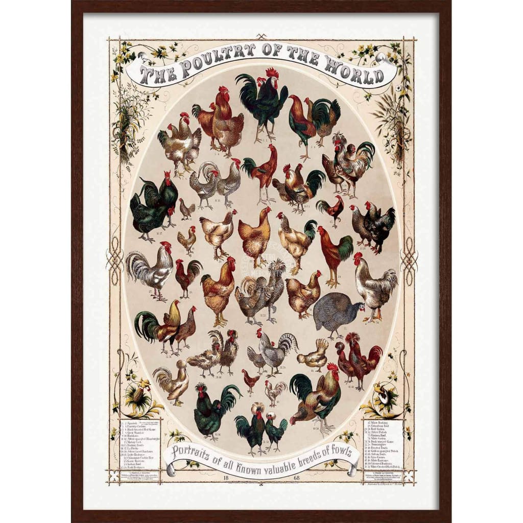 Poultry Of The World | Usa 422Mm X 295Mm 16.6 11.6 A3 / Dark Oak Print Art