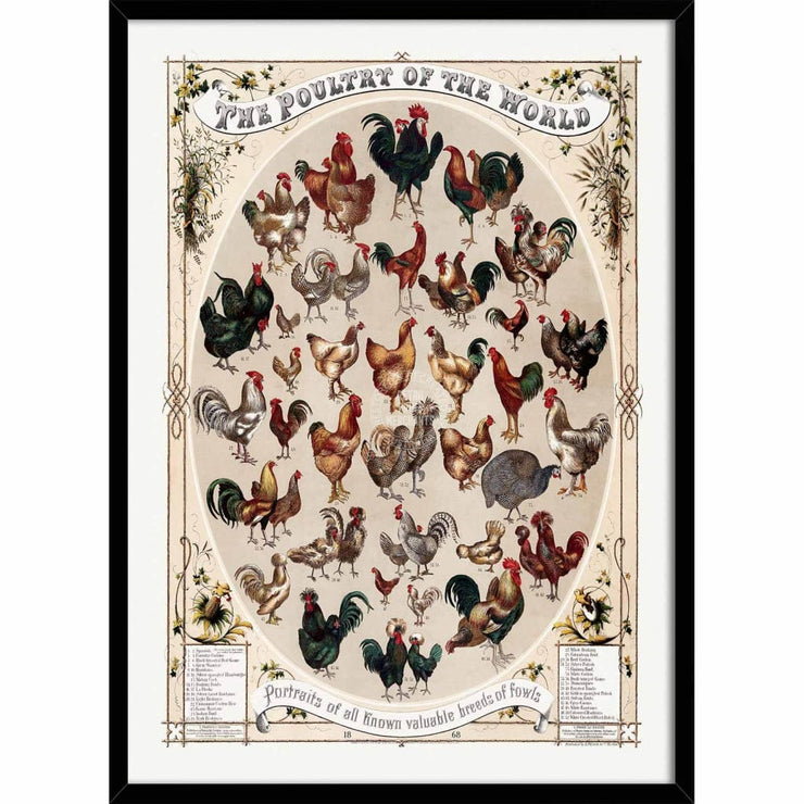 Poultry Of The World | Usa 422Mm X 295Mm 16.6 11.6 A3 / Black Print Art