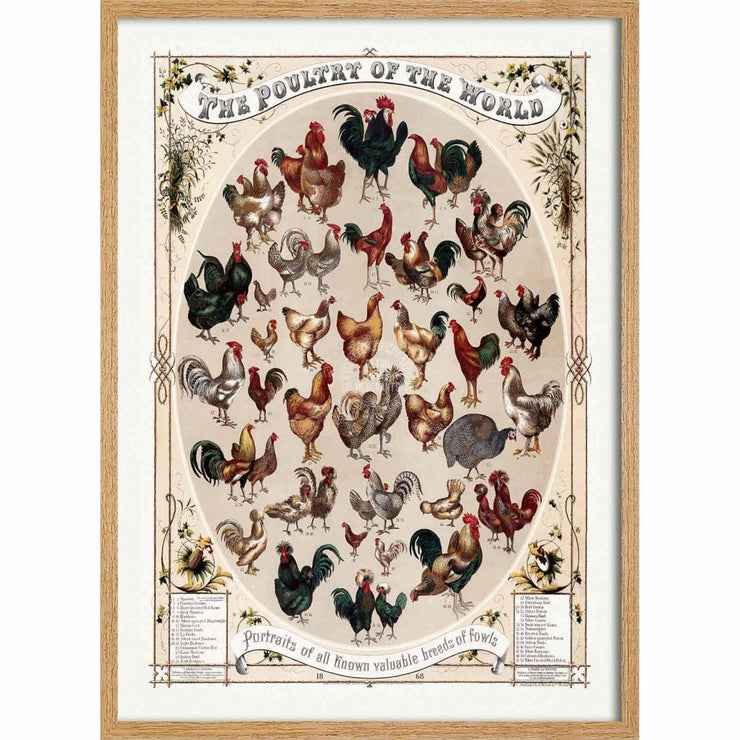 Poultry Of The World | Usa 422Mm X 295Mm 16.6 11.6 A3 / Natural Oak Print Art