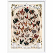 Poultry Of The World | Usa 422Mm X 295Mm 16.6 11.6 A3 / White Print Art