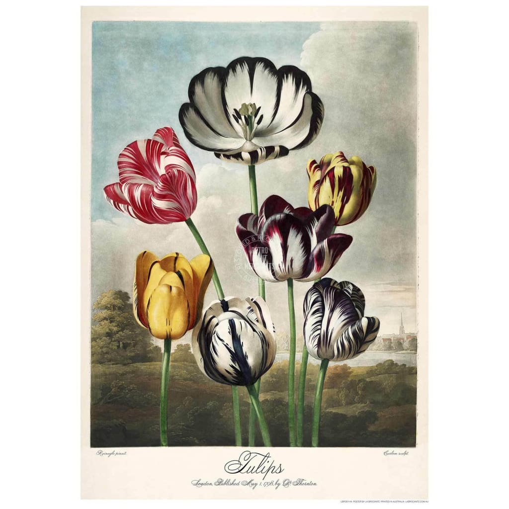 Tulips 1798 | Uk Print Art