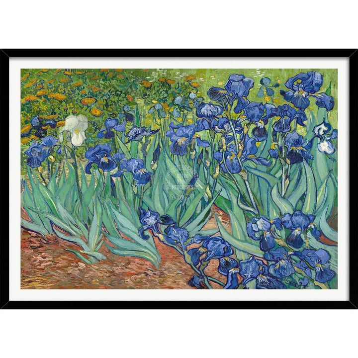 Van Gogh Irises | France A3 297 X 420Mm 11.7 16.5 Inches / Framed Print - Black Timber Art