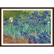 Van Gogh Irises | France A3 297 X 420Mm 11.7 16.5 Inches / Framed Print - Dark Oak Timber Art