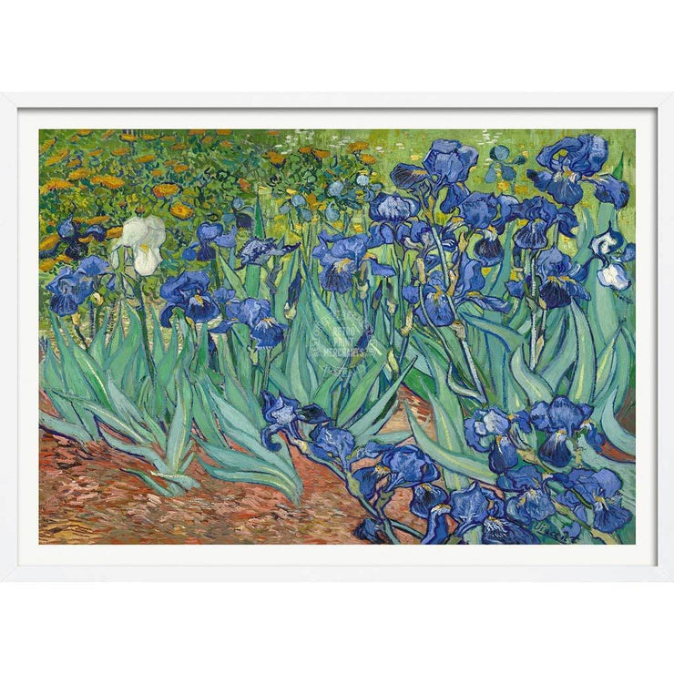 Van Gogh Irises | France A3 297 X 420Mm 11.7 16.5 Inches / Framed Print - White Timber Art