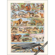 Greeting Card | French Mammals Greeting Cards